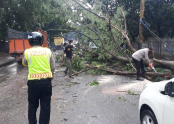 Polsek Cisauk Turut Membantu Mengevakuasi Pohon Tumbang di Jalan Raya Puspiptek