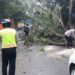 Polsek Cisauk Turut Membantu Mengevakuasi Pohon Tumbang di Jalan Raya Puspiptek