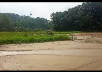 Masarakat Minta Pemerintah Lebak Dan Pusat Tertibkan Penambang Pasir Yang merugikan Pesawahan Di Desa Mekarjaya Kecamatan Cimarga