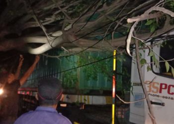Pohon Tumbang Di Jalan Daan Mogot Raya Batuceper