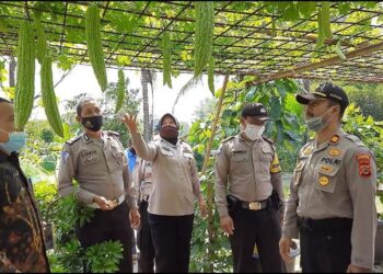 Ketahanan Pangan, Bhabinkamtibmas Polsek Campaka Budidaya Gurame Dan Lele