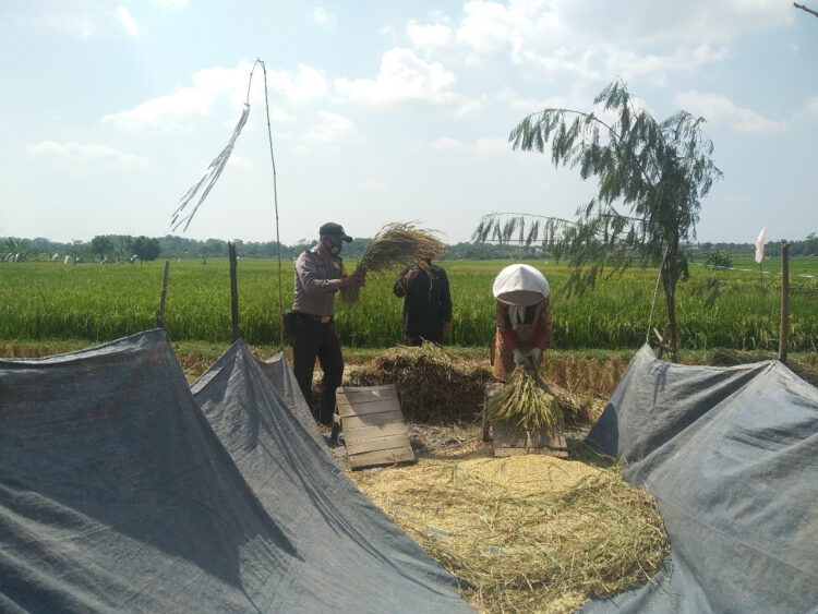 Bhabinkantibmas Polsek Cibatu Bantu Memanen Padi Ditengah Pendemi Covid 19