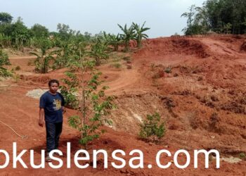 Keren Reboisasi Galian Tanah Di Kampung Gandasari Desa Cigelam Di Sulap Menjadi Ribuan Bibit Pohon Durian Unggulan