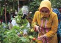 Hibar Eco Village Malang Nengah Menjadi Bukti Sayuran Tidak Hanya Tumbuh di Dataran Tinggi