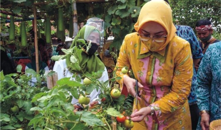 Hibar Eco Village Malang Nengah Menjadi Bukti Sayuran Tidak Hanya Tumbuh di Dataran Tinggi