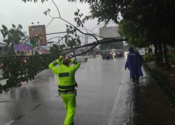 Arus Lalulintas jalan Sultan Hamid ll Mengalami Kemacetan Akibat Pohon Tumbang