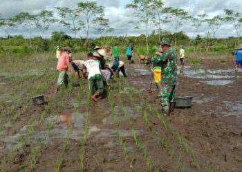 Dukung Pemerintah Sukseskan Swasembada Pangan, Koramil Sejangkung Dampingi Poktan Tawakal Tanam Padi Perdana