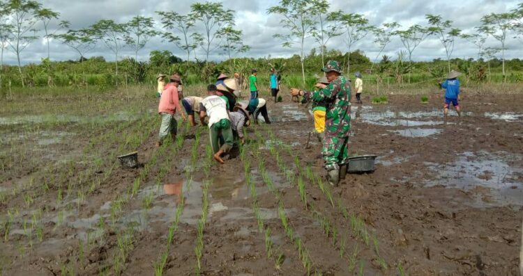 Dukung Pemerintah Sukseskan Swasembada Pangan, Koramil Sejangkung Dampingi Poktan Tawakal Tanam Padi Perdana