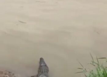 Beredar Pesan Berantai 43 Ekor Buaya Lepas Ke Sungai Cisadane Hebokan Warga