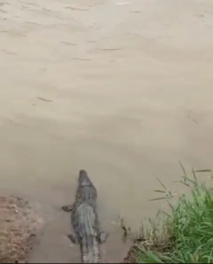 Beredar Pesan Berantai 43 Ekor Buaya Lepas Ke Sungai Cisadane Hebokan Warga