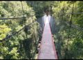 Canophy Trail Wisata Adrenalin Yang Tersembunyi Di Gunung Gede Pangrango