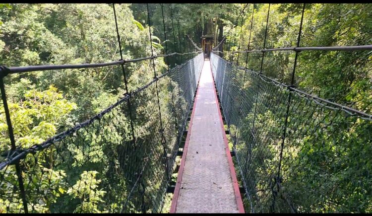 Canophy Trail Wisata Adrenalin Yang Tersembunyi Di Gunung Gede Pangrango