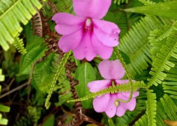 Prawita GENPPARI, Riset Tanaman Obat Tradisional Tingkatkan Kesehatan Masyarakat