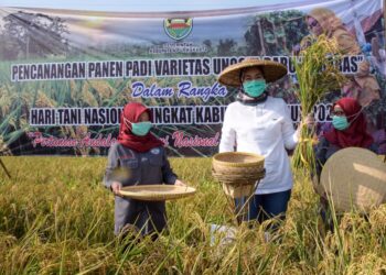 Purwakarta Surplus Padi, Dispangtan: Impor Beras Hanya Menyakiti Hati Petani