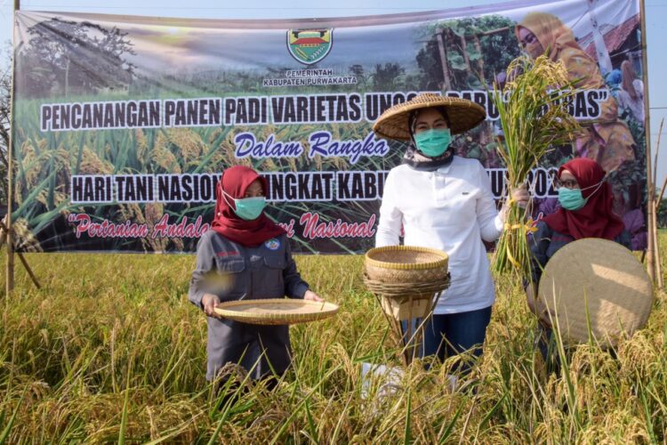 Purwakarta Surplus Padi, Dispangtan: Impor Beras Hanya Menyakiti Hati Petani