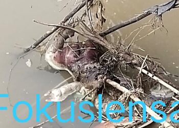 Heboh Warga Kampung Munjuljaya Digegerkan Sesosok Mayat Bayi Ditemukan di Pinggir Kali Sungai Ciherang