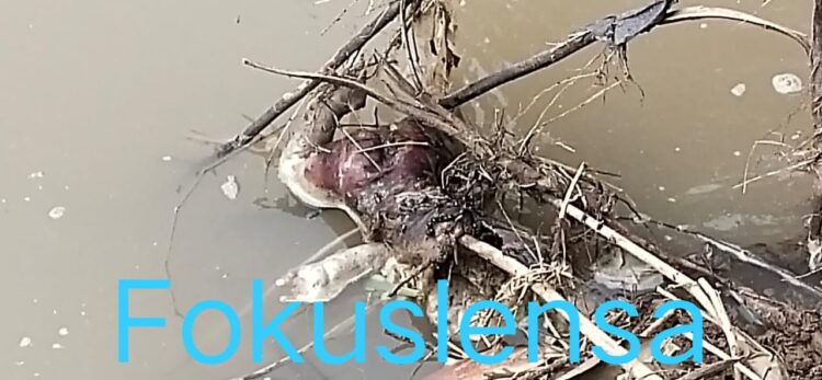 Heboh Warga Kampung Munjuljaya Digegerkan Sesosok Mayat Bayi Ditemukan di Pinggir Kali Sungai Ciherang