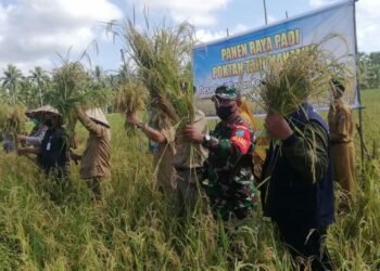 Bersama Masyarakat, Danramil Mempawah Hilir Melaksanakan Panen Raya Padi