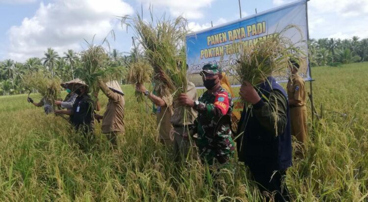 Bersama Masyarakat, Danramil Mempawah Hilir Melaksanakan Panen Raya Padi
