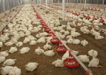 Di Duga Beking Dari Pengusahaan Kandang Ayam Ternyata Anggota DPRD Purwakarta