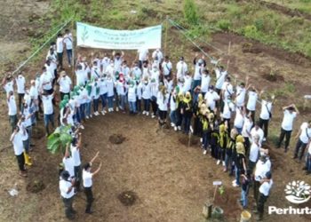 PERINGATI HARI MENANAM POHON INDONESIA (HMPI) PERHUTANI AJAK KARYAWAN DAN STAKEHOLDER TANAM POHON DI BKPH SADANG KPH PURWAKARTA