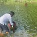 Jasa Tirta II Tebar 5000 Lobster Air Tawar di Waduk Jatiluhur