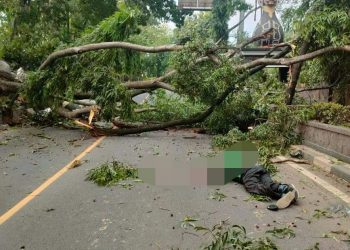 Naas Nasib Pencari Rupiah Pengendara Ojol Tertimpa Pohon,Dedi Mulyadi Wakil Ketua Komisi lV DPR RI Turun Seketika Ke Lokasi