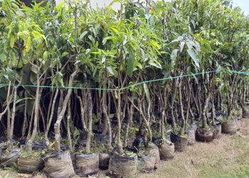 710 Jasa Tirta II Kampanyekan Tanam Pohon Jaga Sumber Air