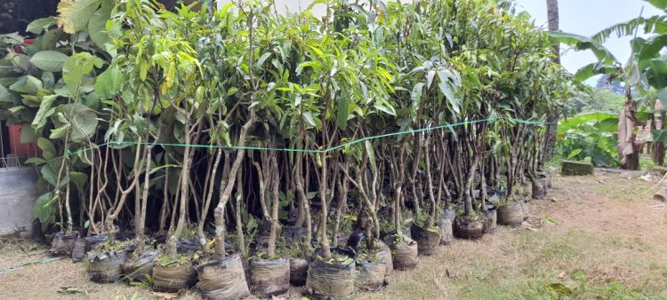 710 Jasa Tirta II Kampanyekan Tanam Pohon Jaga Sumber Air