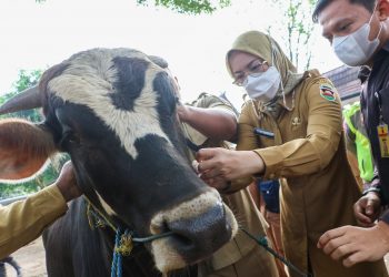 Purwakarta Nihil PMK, Bupati Sebar Petugas Pemeriksa Hewan Kurban