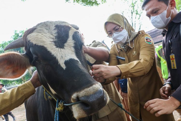 Purwakarta Nihil PMK, Bupati Sebar Petugas Pemeriksa Hewan Kurban