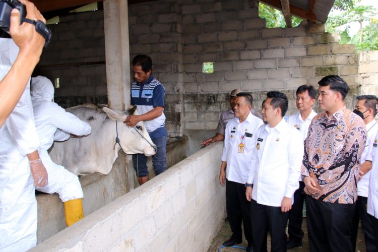 Pemkab Lampura antisivasi PMK, Berikan Vaksin Hewan Ternak