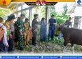 Bupati Nias Barat Serahkan Hewan Qurban Kepada Umat Muslim Nias barat