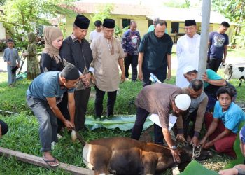 Polres Nias Sembelih Hewan Qurban Pada Hari Raya Idul Adha 1443 H / 2022
