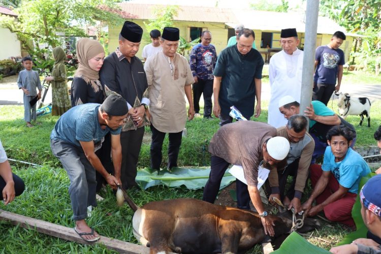 Polres Nias Sembelih Hewan Qurban Pada Hari Raya Idul Adha 1443 H / 2022