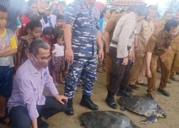 Bupati Nias Melaksanakan Pelepasan Anak Penyu Diperairan Kabupaten Nias
