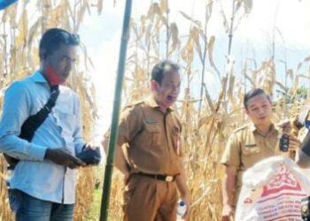 Kadis Ketahanan Pangan, Pertanian dan Perikanan Kunjungi Lahan Kelompok Tani Matahari