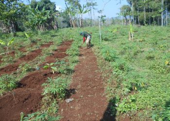 Jasa Tirta II Pulihkan Lahan Kritis di Sub DAS Cisarea