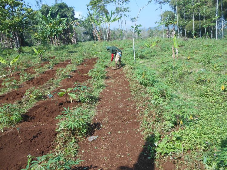 Jasa Tirta II Pulihkan Lahan Kritis di Sub DAS Cisarea