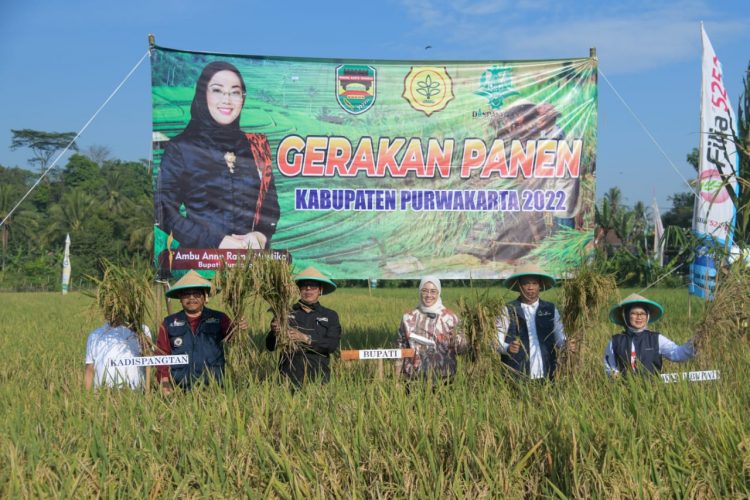 Panen Raya di Purwakarta