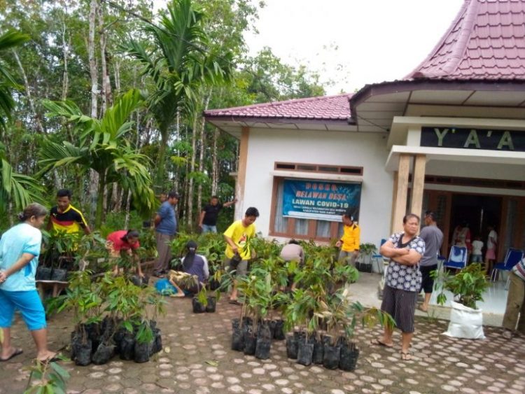 Pemdes Lawelu Bagikan Bibit Durian Musang Kin Kepada Warga