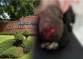 PT. Indorama Bungkam, Pospera Akan laporkan Kecelakaan Kerja Ke Lembaga Sertifikasi ISO dan OHSAS