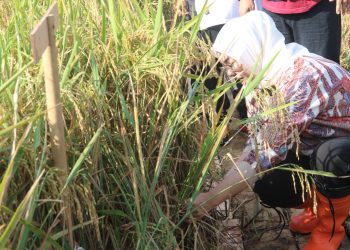 Jaga Ketahanan Pangan Nasional, Bupati Anne Cegah Lahan Pertanian di Purwakarta Berubah Fungsi