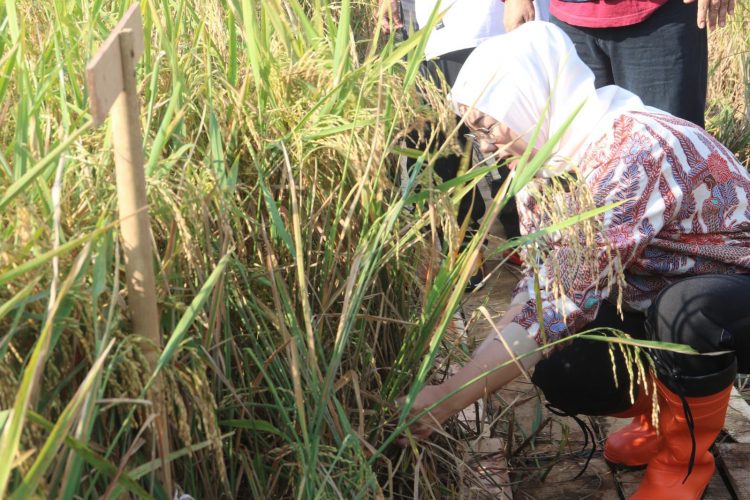 Jaga Ketahanan Pangan Nasional, Bupati Anne Cegah Lahan Pertanian di Purwakarta Berubah Fungsi