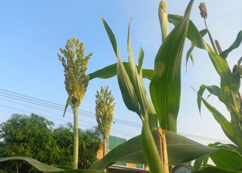 Dukung Penuh Kebijakan Presiden, Bupati Purwakarta Kembangkan Pertanian Sorgum