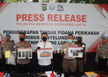 Gagalkan Penyelundupan Bibit Lobster, Polresta Bandara Selamatkan Potensi Kerugian Negara Sampai Rp 4,1 miliar