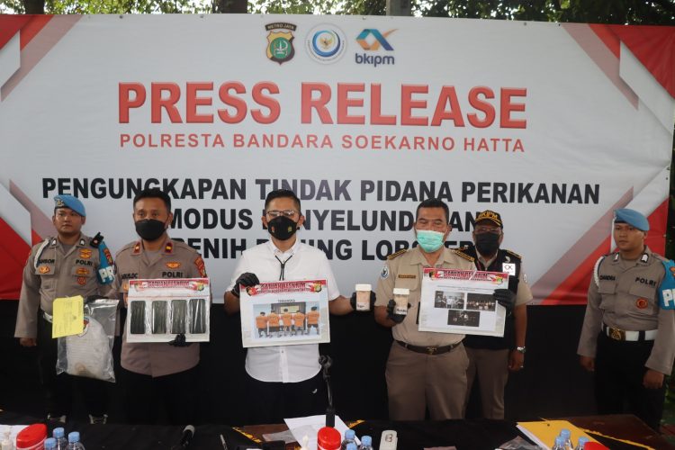 Gagalkan Penyelundupan Bibit Lobster, Polresta Bandara Selamatkan Potensi Kerugian Negara Sampai Rp 4,1 miliar