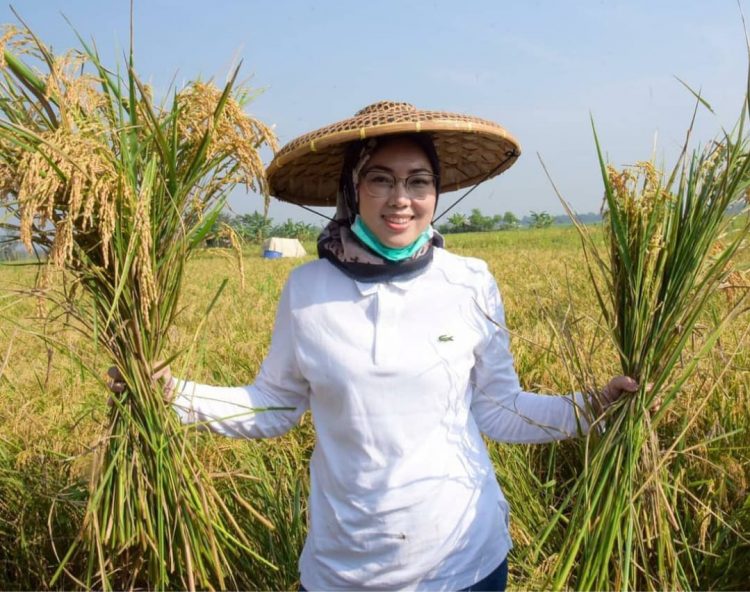 Perkuat Ketahanan Pangan Nasional, Produksi Beras Purwakarta Semester Pertama 2023 Capai Ratusan Ribu Ton