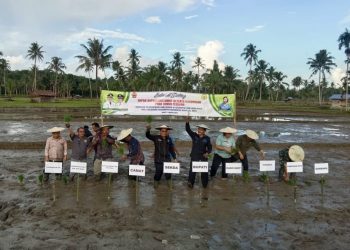 Bupati Nias Barat Melakukan Tanam Perdana Intensifikasi Padi Sawah Di Desa Hilidaura