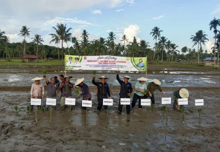 Bupati Nias Barat Melakukan Tanam Perdana Intensifikasi Padi Sawah Di Desa Hilidaura
